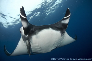 Giant Pacific Mantas are very friendly. This one was very... by David Valencia 